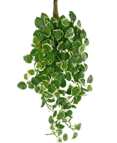 Een Kunst-hangplant Pumila van 50 cm met groene bladeren met een crèmewitte rand, die tegen een witte achtergrond naar beneden hangen.