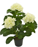 Introducing the Artificial Plant Hydrangea White UV 35 cm, a lifelike artificial plant with three bunches of light white hydrangea flowers and lush green leaves, beautifully crafted to resemble real flowers, presented against a radiant white background.