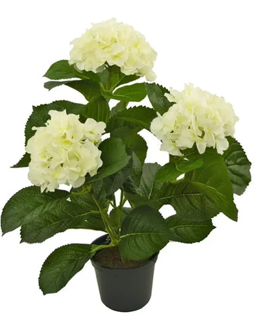 Introducing the Artificial Plant Hydrangea White UV 35 cm, a lifelike artificial plant with three bunches of light white hydrangea flowers and lush green leaves, beautifully crafted to resemble real flowers, presented against a radiant white background.