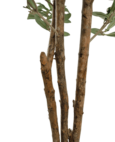 Close-up van enkele bruine boomtakken met ruwe bast en enkele groene bladeren uit de Kunst olijfboom UV 180 cm tegen een effen witte achtergrond.