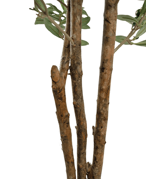 Close-up of some brown tree branches with rough bark and some green leaves from the Artificial olive tree UV 180 cm against a plain white background.