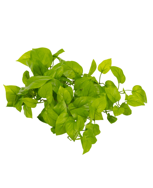 The Artificial Pothos Shrub Deluxe 60cm has a cluster of vibrant green leaves with smooth edges and pointed tips, beautifully isolated on a white background.