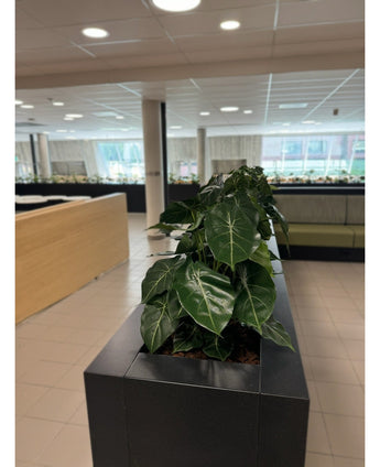 A row of lush green houseplants, with the Artificial Plant Syngonium UV 58 cm in a black rectangular planter, creates a green oasis in this modern office with tiled floors, large windows and bright furniture.