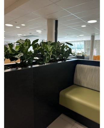 A modern indoor seating area has a green sofa with cushions, divided by a black panel with the Artificial Plant Syngonium UV 58 cm on it. Large windows and ceiling lights fill the space with light and create an open, green oasis.