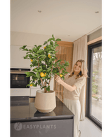 Artificial plant lemon tree 90 cm - Easyplants Artificial Plants & Flowers