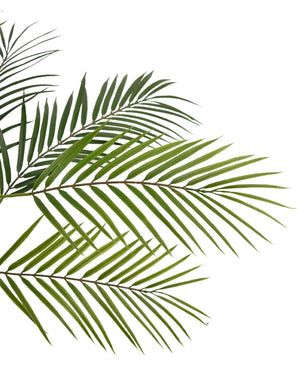 Artificial palm Chamaedorea 83 cm