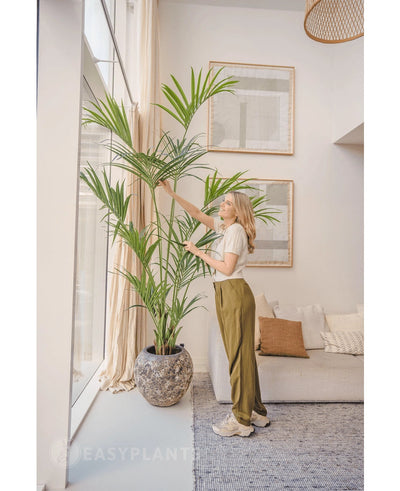 In een lichte woonkamer staat een vrouw naast de Kunstpalm Kentia 220 cm, terwijl ze zachtjes de bladeren aanraakt. Het tropische interieur heeft een lichte bank met kussens, ingelijste muurkunst en grote ramen die natuurlijk licht binnenlaten.
