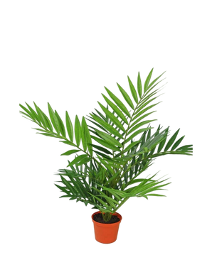 Kunstpalm Parlour 60 cm