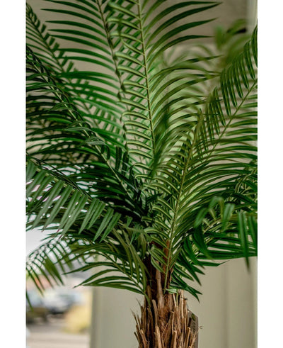 Close-up of the Artificial Palm Phoenix De Luxe 210 cm, with long, narrow green leaves and a brown trunk with texture, against a softly blurred background.
