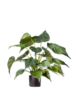 Artificial plant Alocasia 51 cm - Easyplants Artificial Plants & Flowers