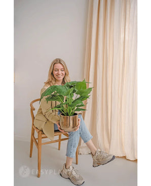A woman sits on a wooden chair and smiles while holding the Artificial Plant Alocasia UV 51 cm. She is wearing a beige blazer, jeans and sneakers. Light curtains and a neutral wall create a bright, airy backdrop.