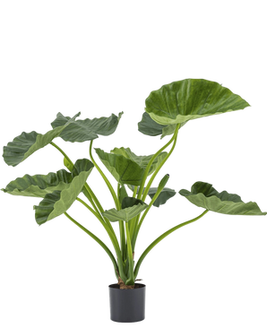 Artificial plant Alocasia Calioora 80 cm - Easyplants Artificial Plants & Flowers