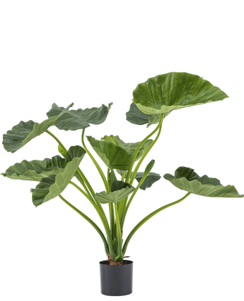 Artificial plant Alocasia Calioora 80 cm - Easyplants Artificial Plants & Flowers