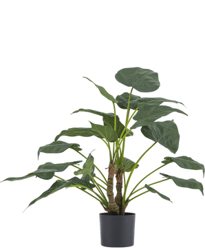 Artificial plant Alocasia Cucullata 53 cm - Easyplants Artificial Plants & Flowers