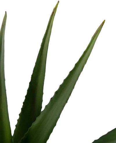 Close-up van Kunstplant Aloë Vera 45 cm met drie puntige, groene bladeren met gekartelde randen en een glad oppervlak tegen een witte achtergrond.