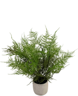 Artificial plant asparagus 43 cm in decorative pot - Easyplants Artificial Plants & Flowers