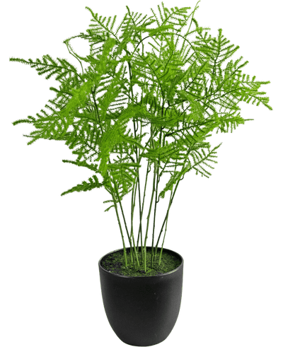 De Kunstplant Asparagus 59 cm heeft weelderige, delicate groene bladeren in een strakke zwarte pot, tegen een frisse witte achtergrond.
