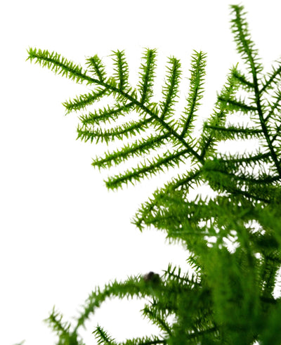 Close-up van Kunstplant Asparagus 59 cm met levendig groene, fijngestructureerde bladeren tegen een helderwitte achtergrond. De delicate, vederlichte bladeren zijn prominent gedetailleerd en strekken zich diagonaal uit over het beeld.