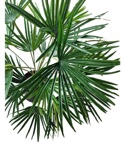 The Artificial Plant Baby Palm Fan in pot UV 50 cm has large, fan-shaped green leaves with long, pointed segments - ideal for giving a lush tropical touch to interiors with decorative pots.