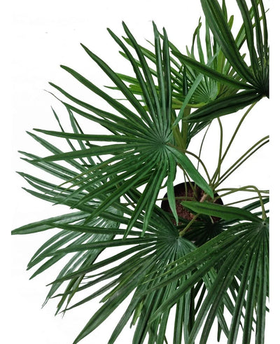 Top view of the Artificial Plant Baby Palm Fan in pot UV 50 cm, with lush green, fan-shaped leaves radiating from stylish decorative pots against a white background.