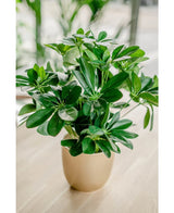 Kunstplant Baby Schefflera 45 cm