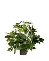 Artificial plant Baby Schefflera 45 cm - Easyplants Artificial Plants & Flowers