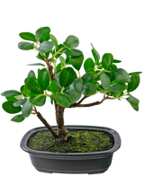 Artificial Plant Bonsai Ficus 20 cm - Easyplants Artificial Plants & Flowers