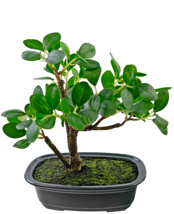 Artificial Plant Bonsai Ficus 20 cm - Easyplants Artificial Plants & Flowers