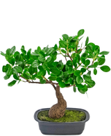 Artificial Plant Bonsai Ficus 30 cm - Easyplants Artificial Plants & Flowers