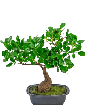 Artificial Plant Bonsai Ficus 30 cm - Easyplants Artificial Plants & Flowers