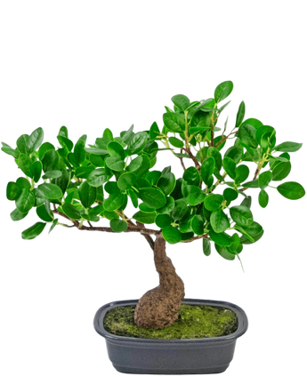 Artificial Plant Bonsai Ficus 30 cm - Easyplants Artificial Plants & Flowers