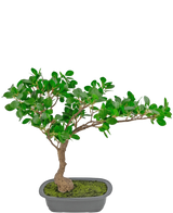 Artificial Plant Bonsai Ficus 40 cm - Easyplants Artificial Plants & Flowers