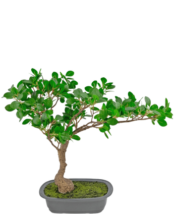Artificial Plant Bonsai Ficus 40 cm - Easyplants Artificial Plants & Flowers