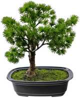 Artificial Plant Bonsai Juniper 20 cm - Easyplants Artificial Plants & Flowers