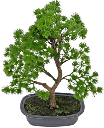 Artificial Plant Bonsai Juniper 30 cm - Easyplants Artificial Plants & Flowers