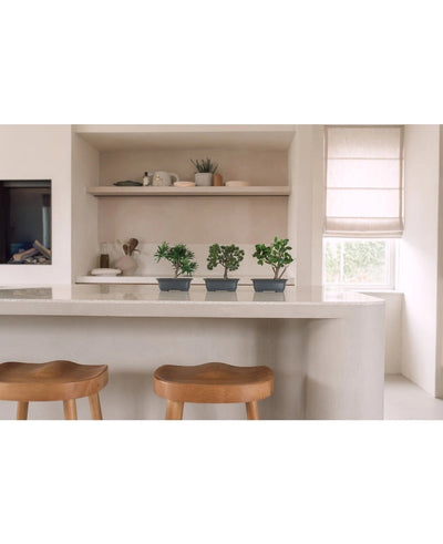 Een moderne keuken met een wit aanrechtblad, twee houten krukjes en drie Kunstplant Bonsai Podocarpus 20 cm planten op het aanrecht. Op de achtergrond staan planken met decor en een raam met een vouwgordijn.