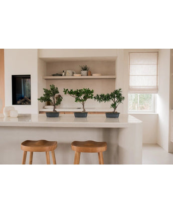 Een Kunstplant Bonsai Podocarpus 40 cm in een rechthoekige pot staat op een wit keukeneiland met twee houten krukjes, planken met servies en planten erachter en zonlicht dat door een raam met een beige kap schijnt.