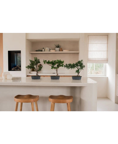 Een Kunstplant Bonsai Podocarpus 40 cm in een rechthoekige pot staat op een wit keukeneiland met twee houten krukjes, planken met servies en planten erachter en zonlicht dat door een raam met een beige kap schijnt.