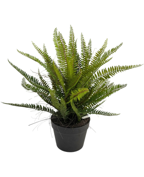 Artificial plant boston sail 53 cm - Easyplants Artificial Plants & Flowers
