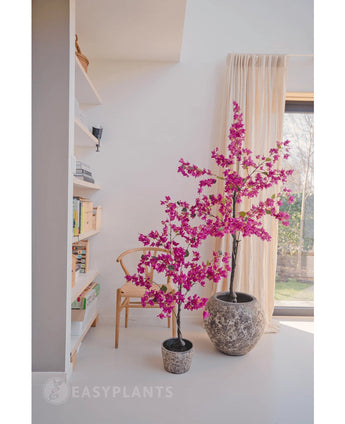 Twee Kunstplant Bougainvillea 125 cm Paars met levendige paarse bloemen in potten met structuur fleuren een moderne kamer op, naast een houten stoel, boekenplank en een groot raam met beige gordijnen.