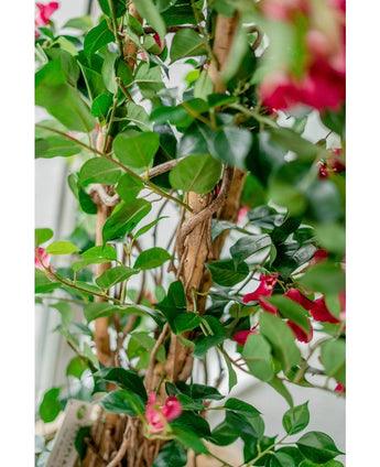Close-up of the Artificial Bougainvillea Liana Fuchsia 115 cm, with lush green leaves, woody tendrils and vibrant pink flowers. The intertwined stems and leaves create a Mediterranean atmosphere in soft natural light.