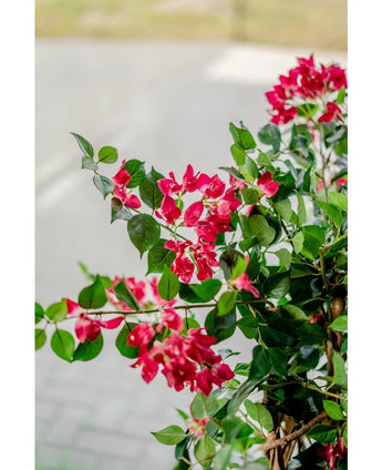 A close-up of the vibrant Artificial Plant Bougainvillea Liana Fuchsia 115 cm with lush green leaves brings a Mediterranean atmosphere to any room, set against a softly blurred walkway and road.