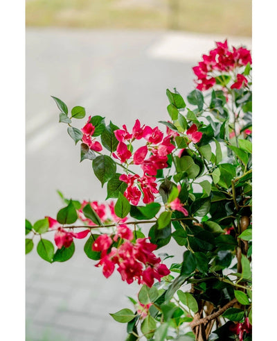 A close-up of the vibrant Artificial Plant Bougainvillea Liana Fuchsia 115 cm with lush green leaves brings a Mediterranean atmosphere to any room, set against a softly blurred walkway and road.