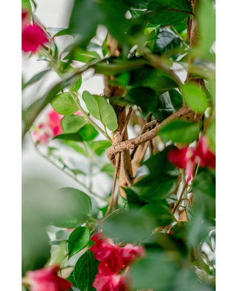 Close-up of green leaves and red flowers winding around a twisted brown vine, creating a Mediterranean atmosphere - ideal for showing the Artificial Bougainvillea Liana Fuchsia 115 cm with its lifelike flowers in soft focus.