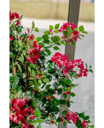A small hummingbird hovers near the Artificial Plant Bougainvillea Liana Fuchsia 115 cm with lush green leaves, sipping nectar and bringing in a Mediterranean atmosphere against a blurred background seen outside through the window.