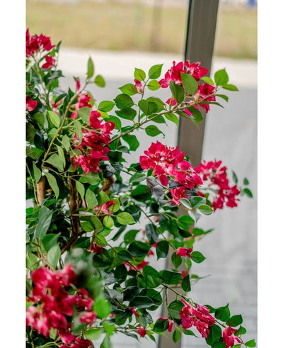 Een kleine kolibrie zweeft in de buurt van de Kunstplant Bougainvillea Liana Fuchsia 115 cm met weelderige groene bladeren, nectar nippend en een mediterrane sfeer binnenbrengend tegen een vage achtergrond van buiten gezien door het raam.