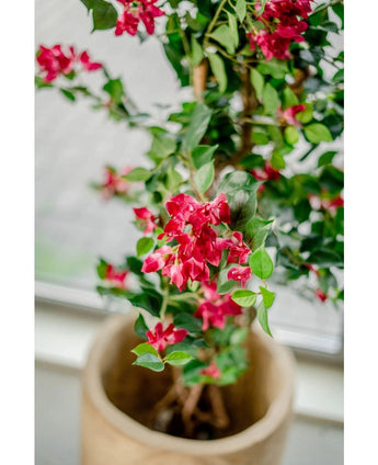 The Artificial Bougainvillea Liana Fuchsia 115 cm with flowers and green leaves looks beautiful near a window, where the soft light enhances the Mediterranean atmosphere indoors.
