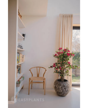 Een houten stoel staat naast een Kunstplant Bougainvillea Liana Fuchsia 115 cm, die een mediterrane flair geeft aan de lichte kamer. Boeken staan op een plank en beige gordijnen bedekken het zonovergoten raam.