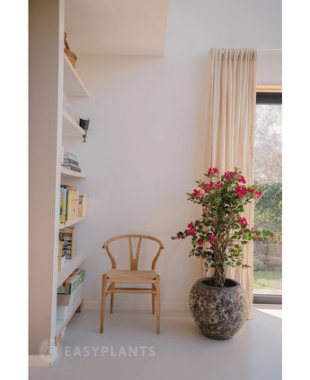 A wooden chair stands next to an Artificial Bougainvillea Liana Fuchsia 115 cm plant, which gives a Mediterranean flair to the bright room. Books sit on a shelf and beige curtains cover the sunlit window.