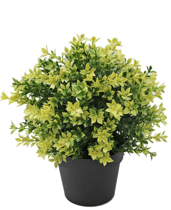 Artificial Plant Boxwood Yellow 22 cm UV - Easyplants Artificial Plants & Flowers